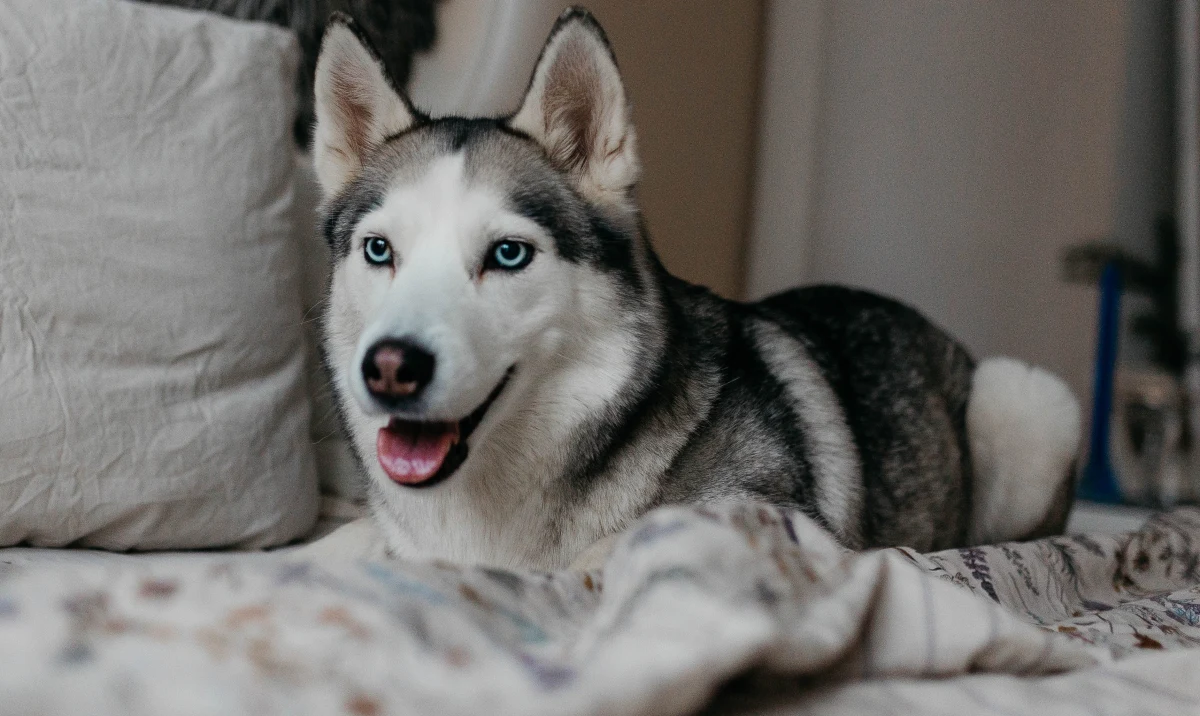 Sąd w Madrycie przyznał odszkodowanie kobiecie, której byłej partner uniemożliwiał kontakt z ich psem rasy husky – poinformowała we wtorek hiszpańska prasa.
