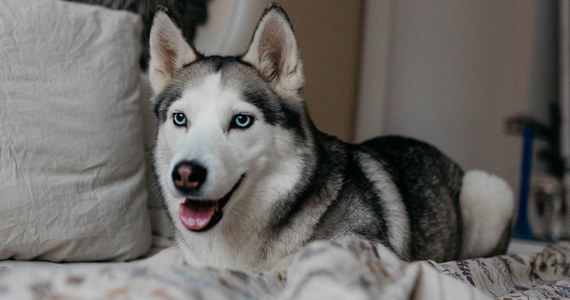 Sąd w Madrycie przyznał odszkodowanie kobiecie, której byłej partner uniemożliwiał kontakt z ich psem rasy husky – poinformowała we wtorek hiszpańska prasa.