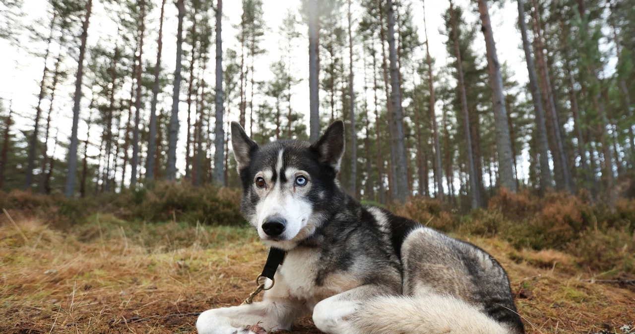 Pies rasy husky / zdj. podglądowe