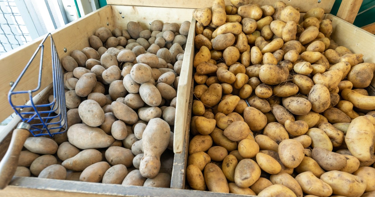 Rolnicy załamują ręce. Rekordowo niskie ceny ziemniaków