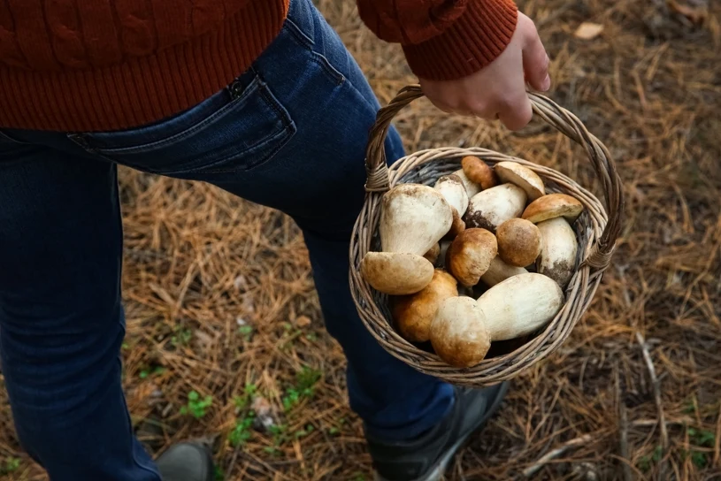 Już są! Grzybiarz nie krył zachwytu, gdy zobaczył takie znalezisko