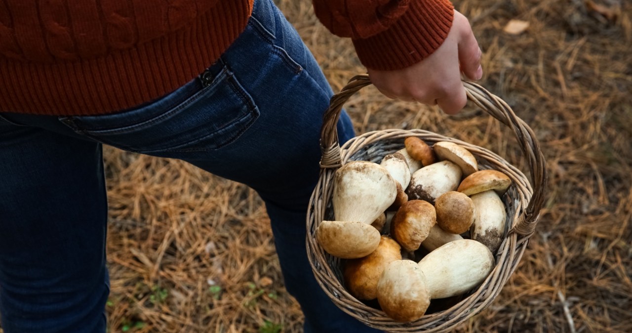 Leśnicy apelują do grzybiarzy: "Widziałeś tego grzyba? Poinformuj nas"