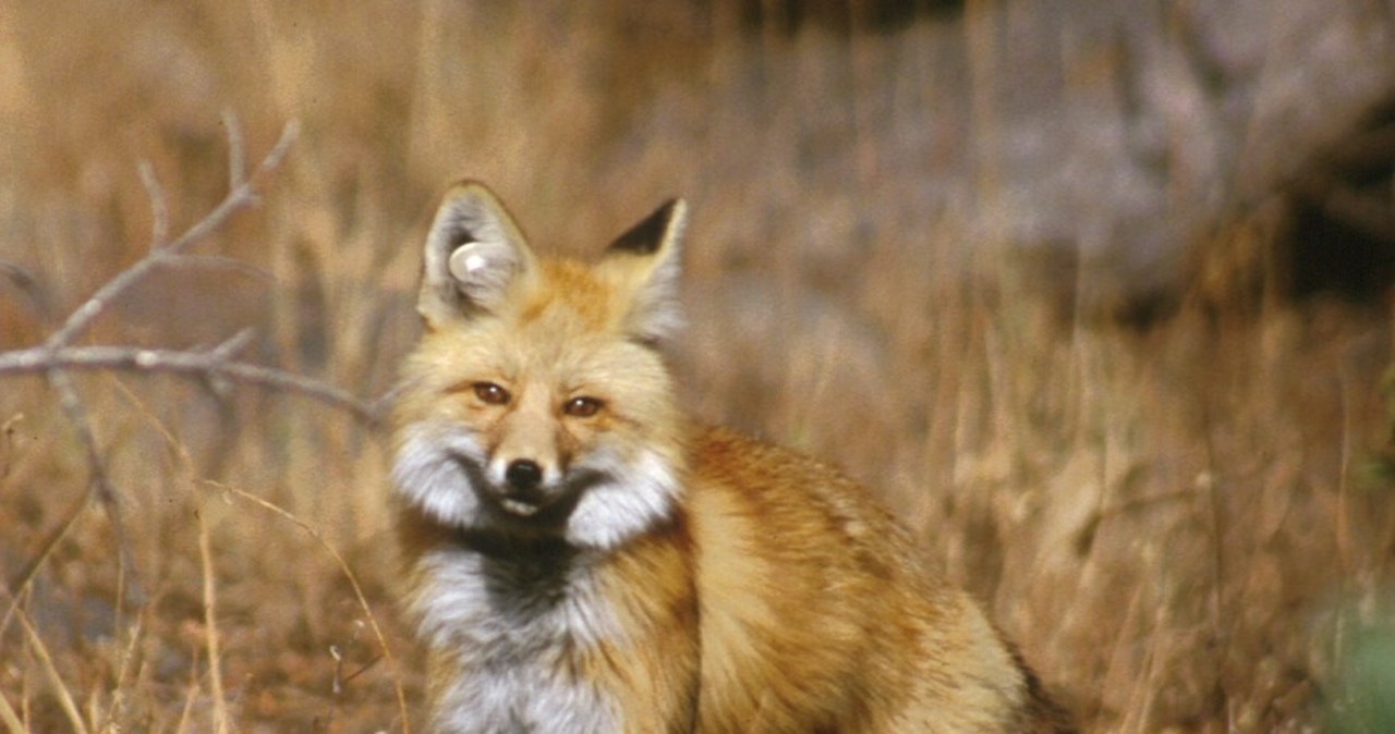 Lis górski był na krawędzi wymarcia. Nagle pojawił się w kamerze