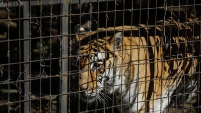 Kilkadziesiąt martwych tygrysów w Wietnamie. Zabija je ptasia grypa 