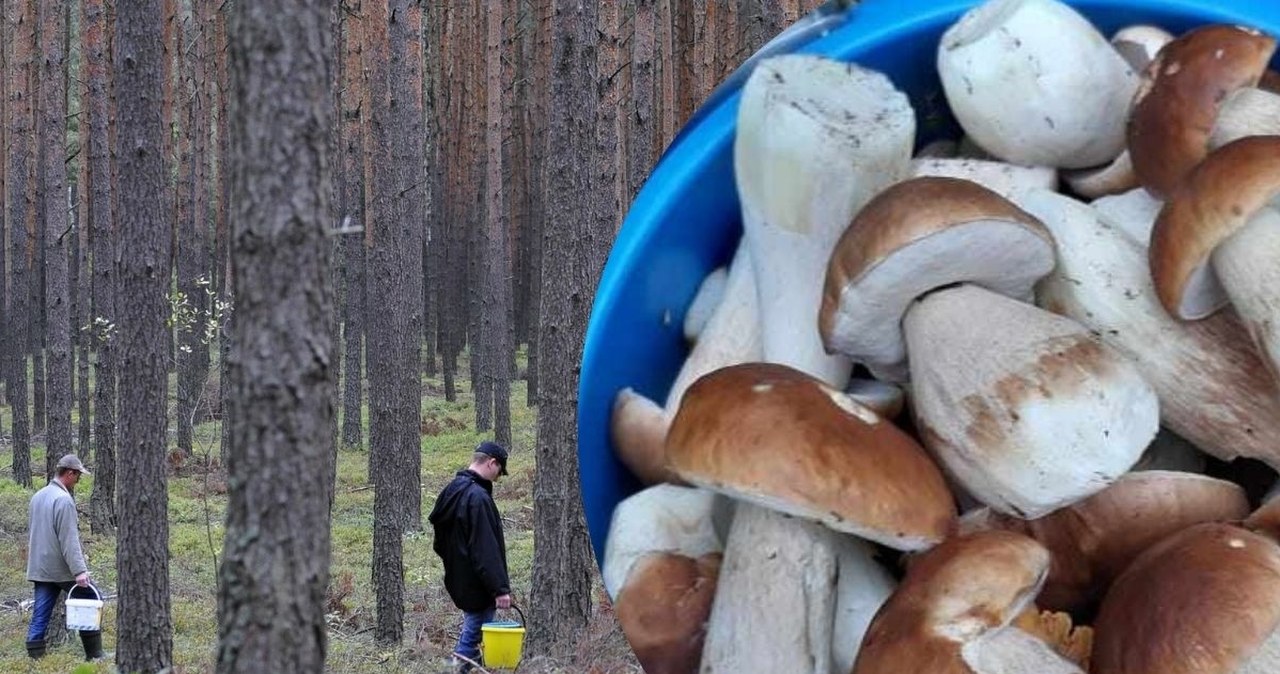 Gdzie na grzyby w Wielkopolsce? Lista najpewniejszych miejsc