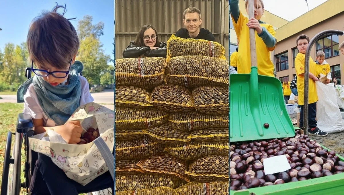 Fundacja Akuratna z Poznania zachęca wszystkich ludzi dobrej woli do zbierania i przekazywania jej kasztanów. 100 proc. otrzymanych za nie pieniędzy przeznaczy na leczenie i rehabilitację swojego podopiecznego - 7-letniego Franka Mruga. Akcja trwa do końca października. 