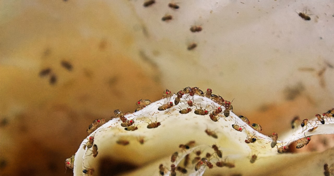 Najlepszy sposób na muszki owocówki. Umieść na blacie i obserwuj