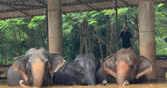 Dziesiątki słoni brodzących w wodzie sięgającej po uszy – ten dramatyczny widok można było zobaczyć w północnej prowincji Chiang Mai w Tajlandii. Około 100 zwierząt trzeba było ewakuować z Parku Przyrody Słoni (Elephant Nature Park). 