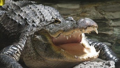 Ogromny krokodyl pożarł dziewczynkę. Wszystko widzieli jej dziadek i siostra