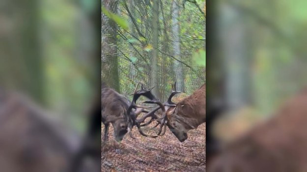 A teraz niebywała walka leśnych mocarzy. Rafałowi Łapińskiemu fotografowi przyrody spod Suwałk udało się podejść walczące jelenie dosłownie na kilka metrów. O niewiarygodnych emocjach i fantastycznych zdjęciach w materiale Marcina Szumowskiego.