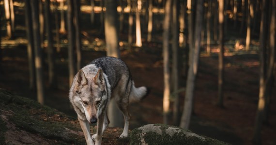 Wilki pojawiły się na terenie gminy Iwonicz-Zdrój na Podkarpaciu. Ostrzeżenie przed niebezpiecznymi zwierzętami dla mieszkańców i kuracjuszy uzdrowiska wydały władze gminy. 