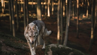 Uwaga wilki! Władze gminy ostrzegają