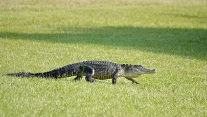 "Masz aligatora pod samochodem". Nietypowa interwencja policji