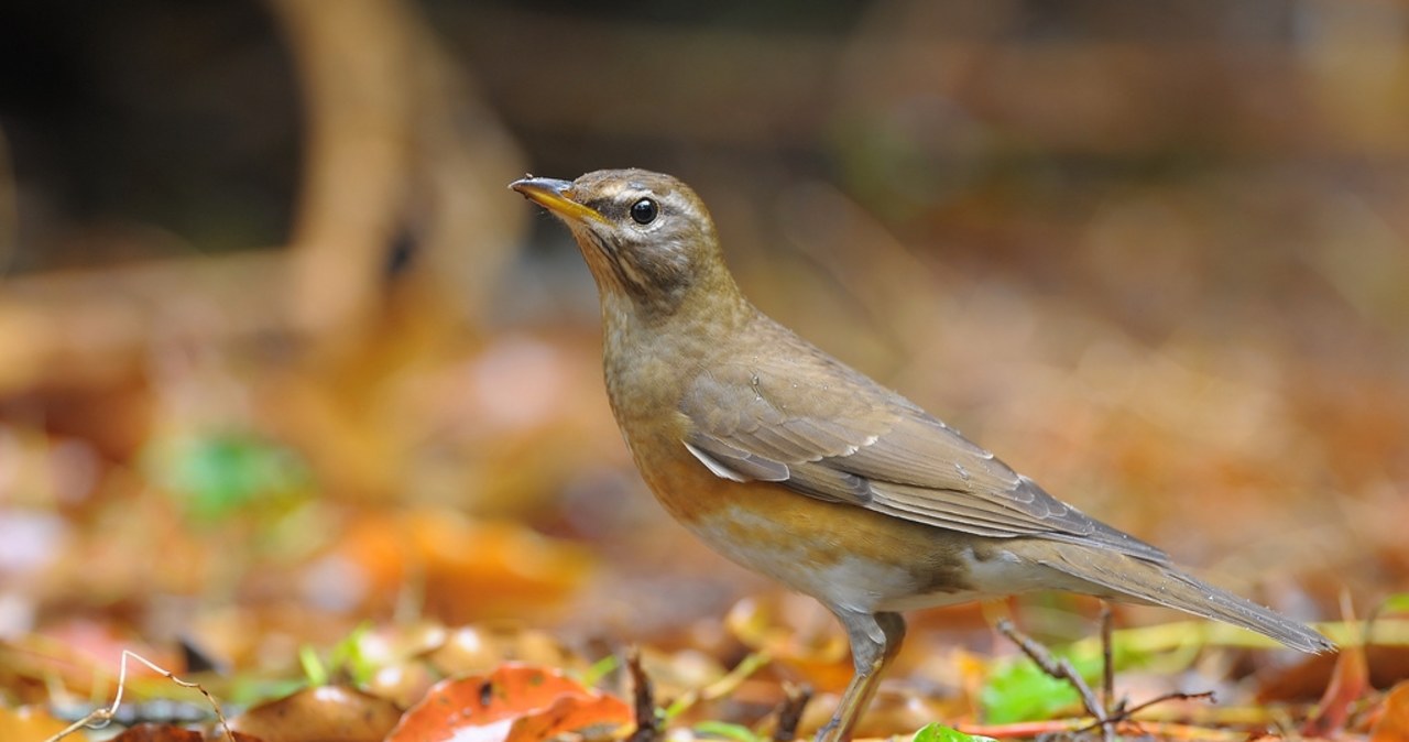 Gran rareza. Un pájaro que no se había visto en Polonia desde hacía 20 años apareció en Lodz