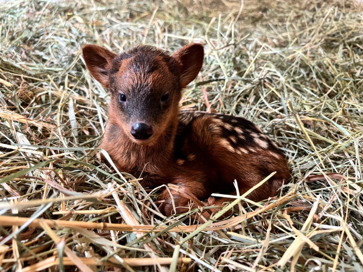 Samiczka jednego z najmniejszych jeleni świata - pudu południowego, która urodziła się w warszawskim zoo, ma już imię. Wybrali je w głosowaniu internauci. Zwierzątko wabi się Pralinka. 