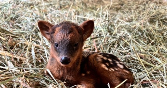 Samiczka jednego z najmniejszych jeleni świata - pudu południowego, która urodziła się w warszawskim zoo, ma już imię. Wybrali je w głosowaniu internauci. Zwierzątko wabi się Pralinka. 