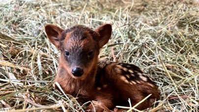 Oto Pralinka! Wybrano imię dla "najmniejszego jelenia świata"