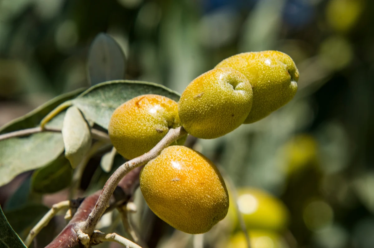 Mieszkańcy stolicy po raz drugi wybrali Warszawskie Drzewo Roku. Zwyciężył oliwnik wąskolistny z Ursusa. Jak poinformowała rzecznik prasowa Zarządu Zieleni Karolina Kwiecień-Łukaszewska, drzewo zdobyło ponad połowę wszystkich głosów.