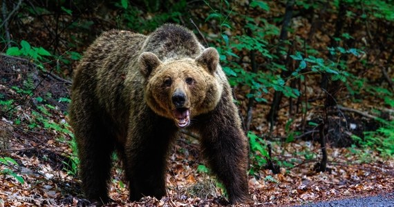 Nie żyje 63-letni mężczyzna, który został zaatakowany przez niedźwiedzia podczas grzybobrania w lesie w okolicach Liptowskiego Mikułasza na Słowacji. Drapieżnik zranił mężczyznę w nogę, powodując u niego obfite krwawienie i zatrzymanie krążenia.