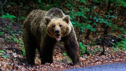 Śmiertelny atak niedźwiedzia podczas grzybobrania