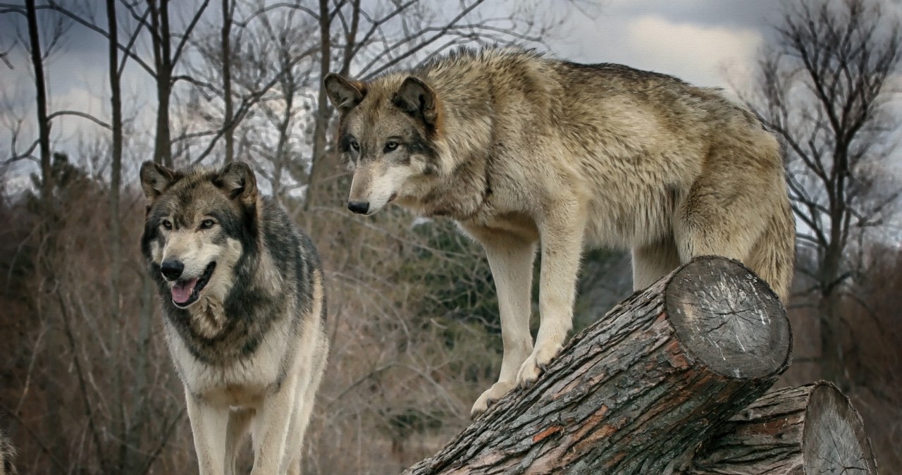 Podchodzą do domów, atakują w centrum miast. Czy wilków należy się bać?