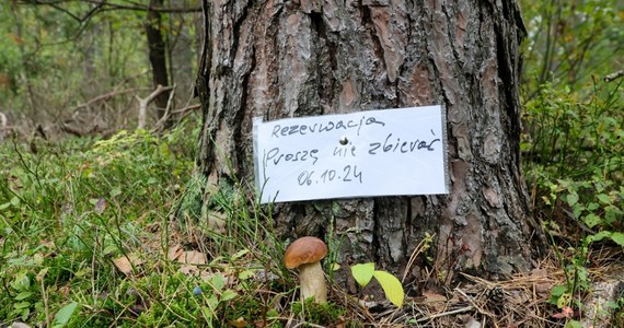 Sezon na grzyby w pełni. Miłośnicy leśnych zbiorów prześcigają się w zbieraniu najbardziej okazałych borowików, maślaków czy kani. W Puszczy Białej  w woj. mazowieckim pojawiły się nawet kartki z rezerwacją skarbów lasu. 