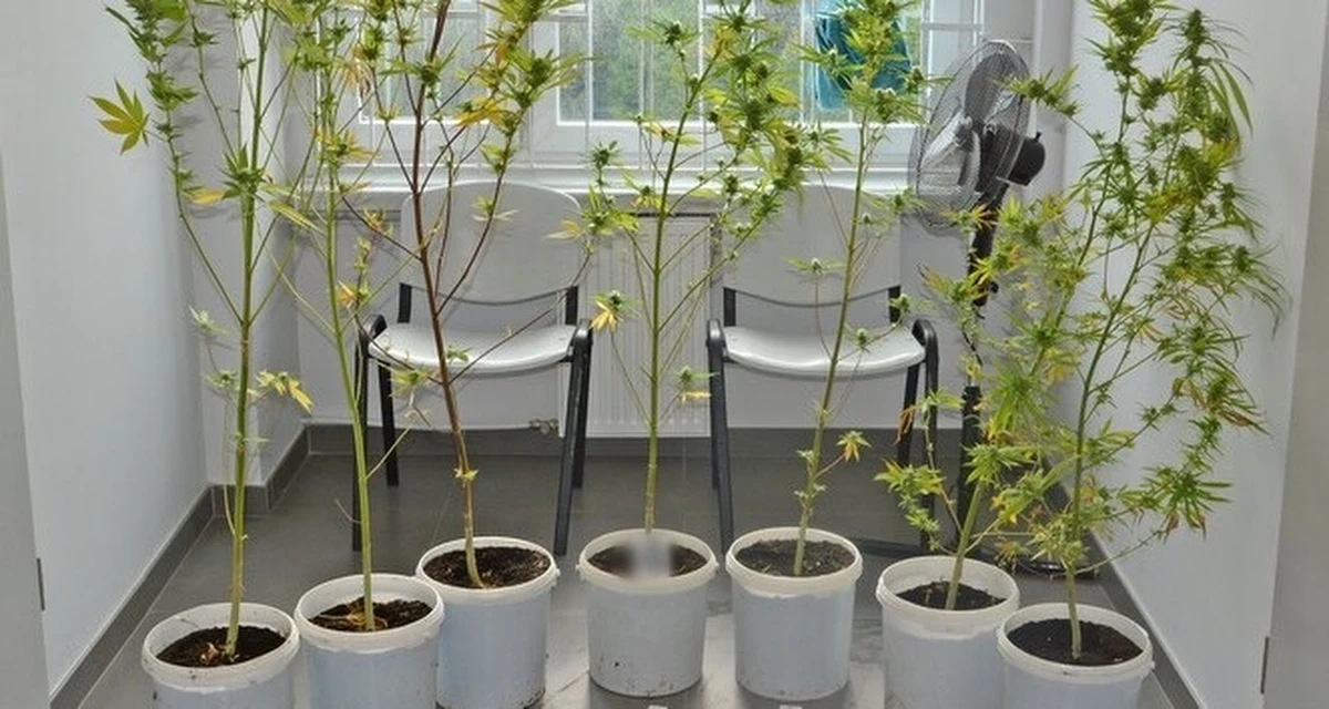 ​Do 10 lat pozbawienia wolności grozi 71-letniemu mieszkańcowi Krosna, u którego policja znalazła 1,2 kg marihuany i kilka sadzonek konopi indyjskich. Senior usłyszał zarzuty posiadania znacznej ilości środków odurzających i nielegalnej uprawy konopi.