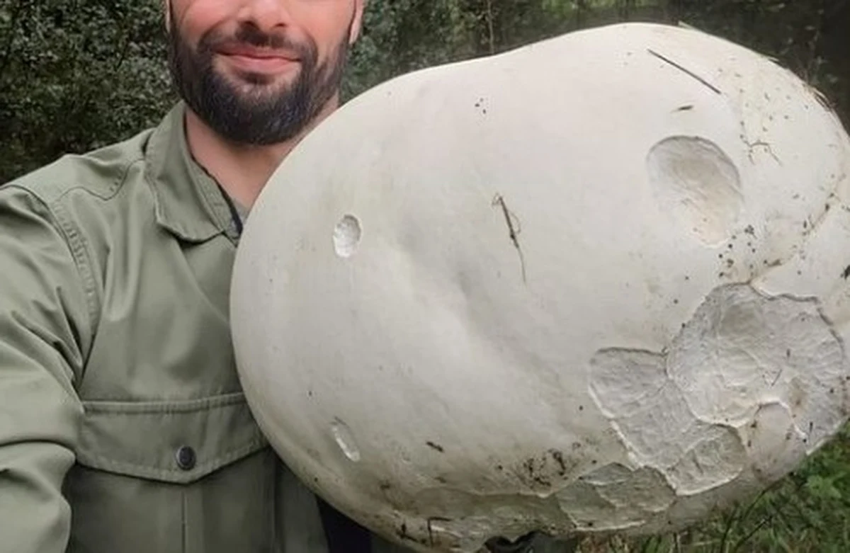 W polskich lasach zaroiło się od grzybów - niektóre okazy potrafią być naprawdę gigantycznych rozmiarów. Przykładem jest przypominająca wielką pieczarkę czasznica olbrzymia (znana też jako purchawica olbrzymia lub kulica kurzawkowata), która z pewnością nie zmieści się do koszyka. Co to za gatunek? I czy jest w ogóle jadalny? Odpowiadamy w tym artykule. 