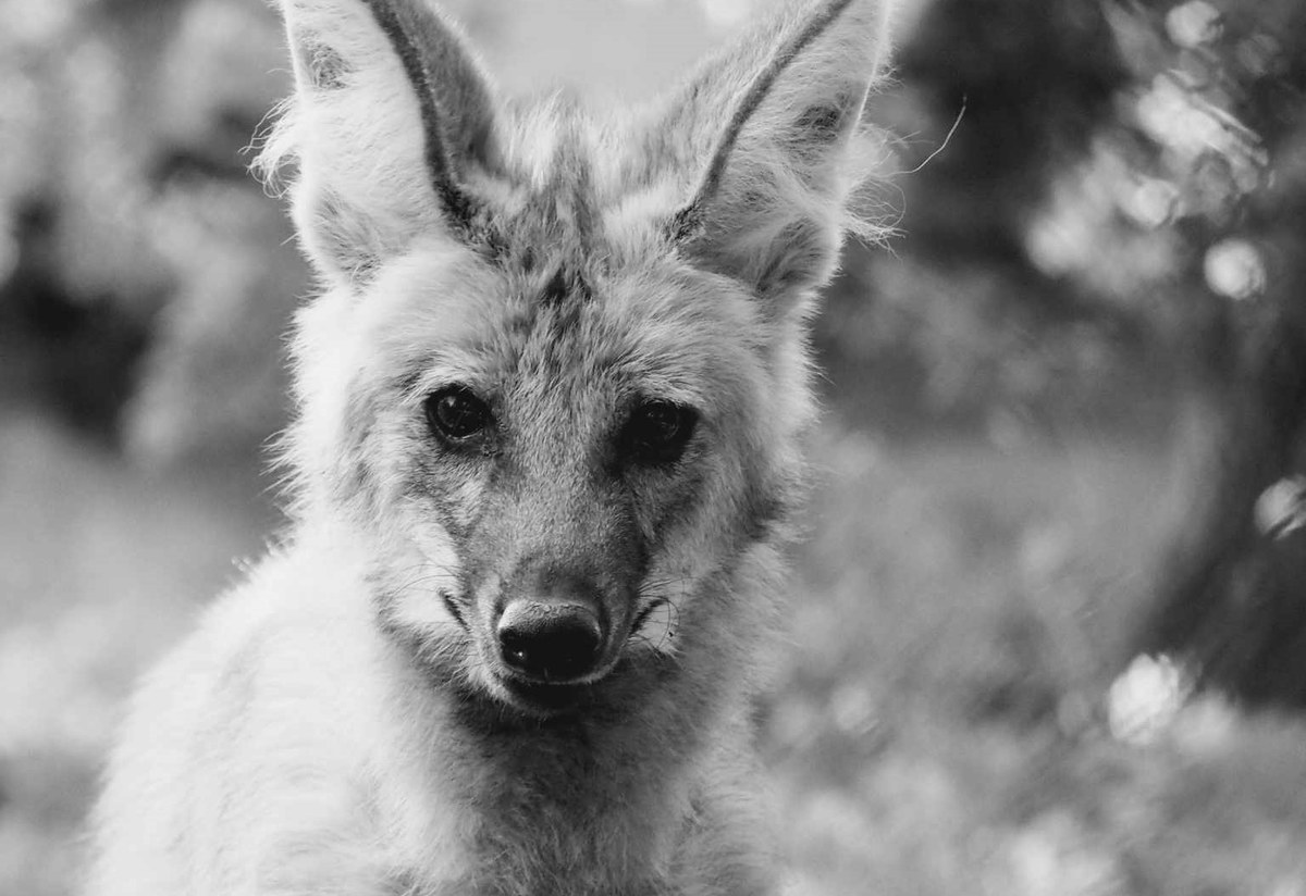 Warszawskie zoo pożegnało samicę wilka grzywiastego - Tinę. "Podjęliśmy z ciężkim sercem trudną, ale jedyną możliwą decyzję i pozwoliliśmy jej odejść" - napisali w mediach społecznościowych opiekunowie drapieżników w zoo.