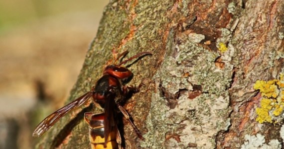 La avispa asiática se acerca a Polonia. Se encontró un nido en Eslovaquia