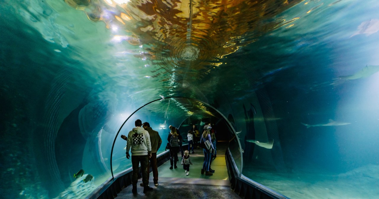 Zoo we Wrocławiu umożliwiło zwiedzającym nocny pobyt w tunelu Afrykarium, gdzie goście mogli zasypiać w otoczeniu rekinów i płaszczek. Pomimo wysokiej ceny biletu, wydarzenie cieszyło się wielkim zainteresowaniem, a wrocławskie zoo planuje kolejne edycje tej atrakcji. Podobne eventy organizowane są też w innych ogrodach zoologicznych, np. w Łodzi.