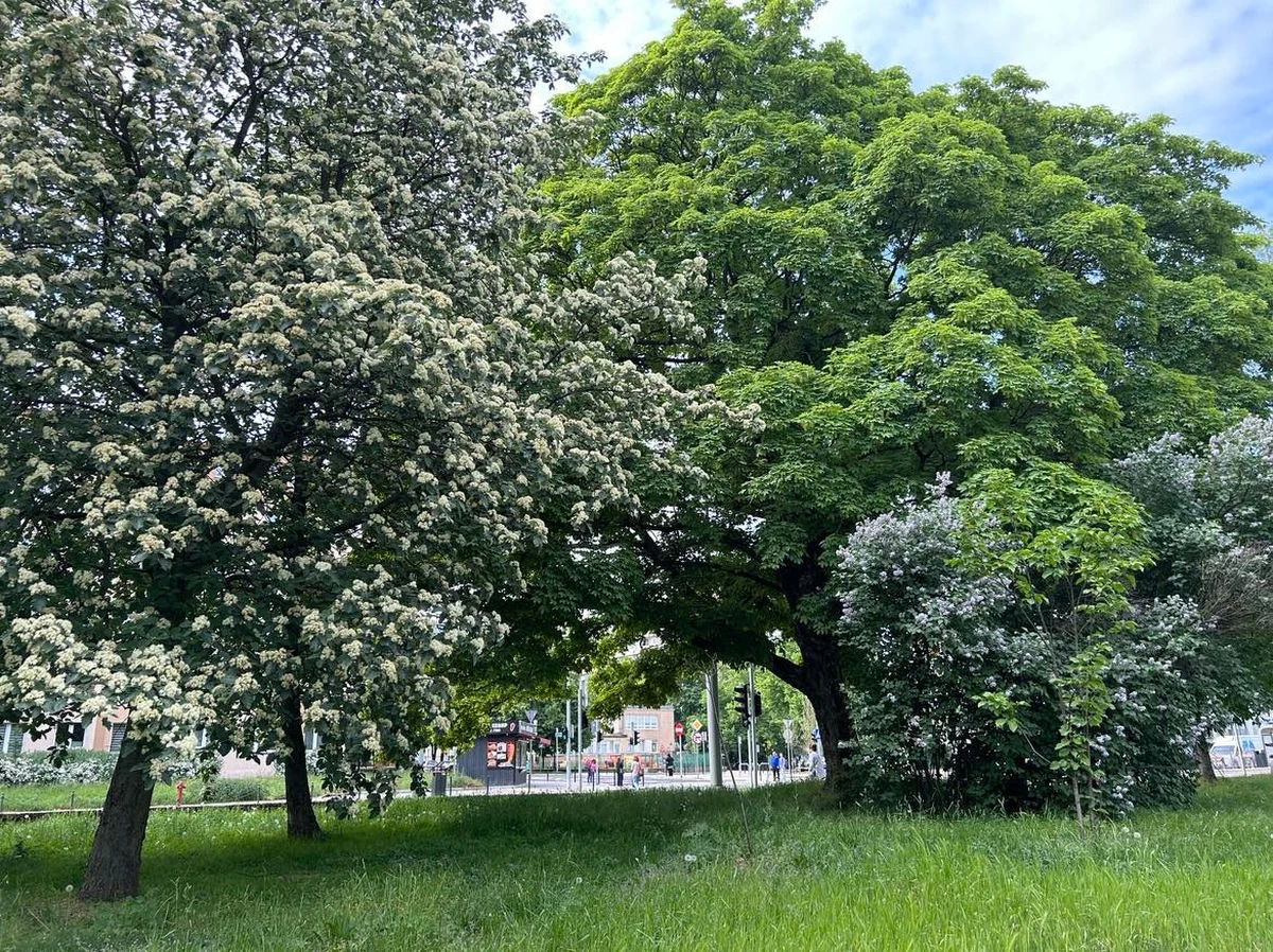 ​Prawie 1500 nowych drzew zostanie w najbliższych tygodniach zasadzonych w Szczecinie. Pojawią się w kilkuset lokalizacjach na terenie całego miasta. 