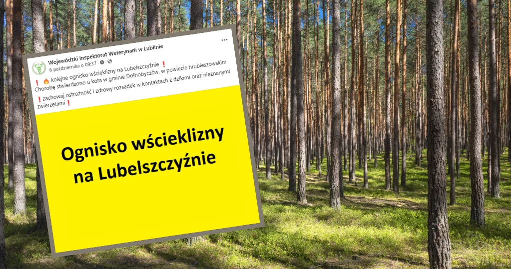 Preparaty ze szczepionką dla lisów pojawią się w lubelskich lasach. Po za trzeci w tym roku