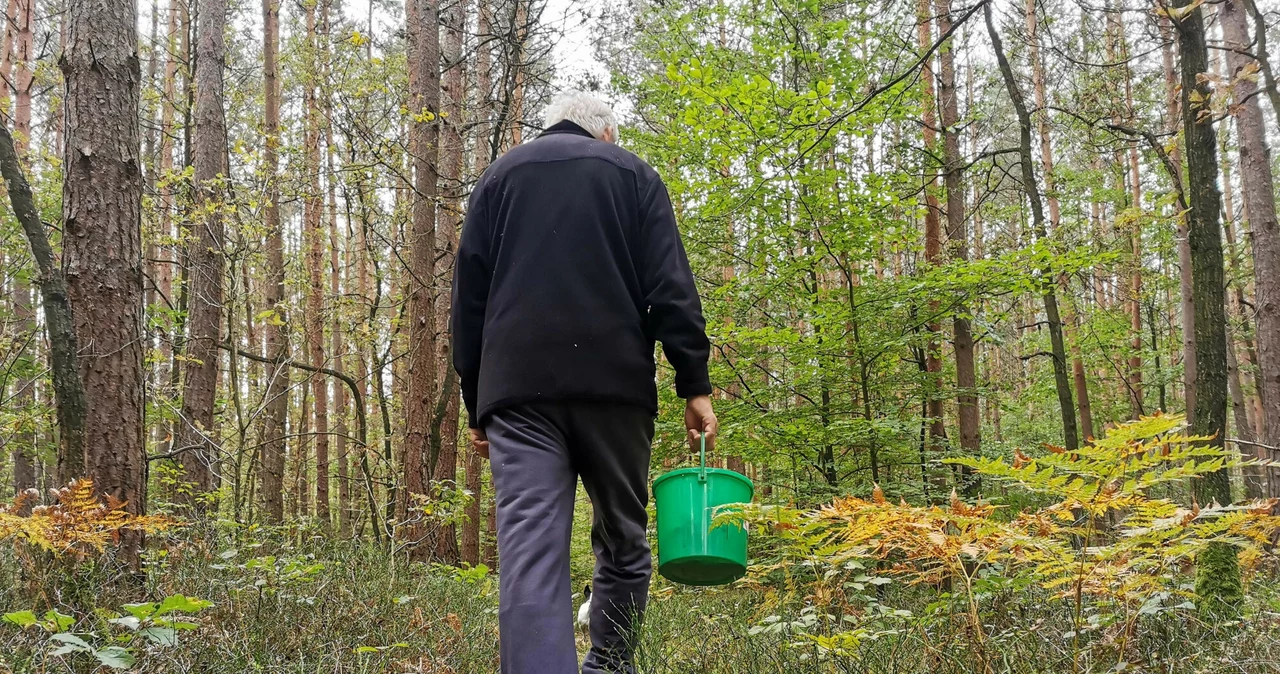 Coraz więcej interwencji w lasach. Policja apeluje do grzybiarzy (zdjęcie ilustracyjne)