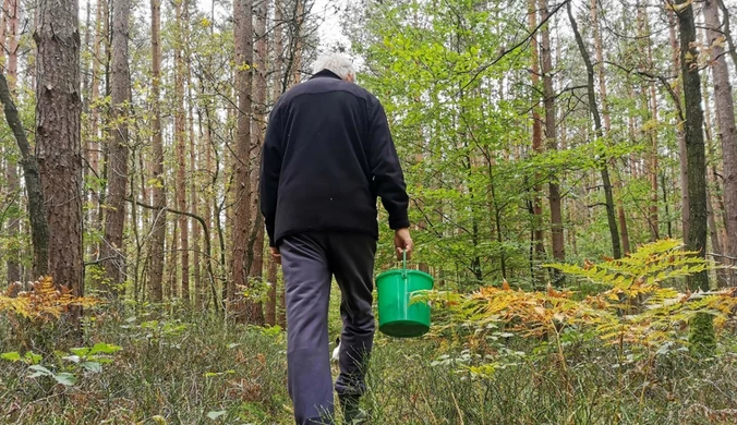 Lawina interwencji. Policja apeluje do grzybiarzy 