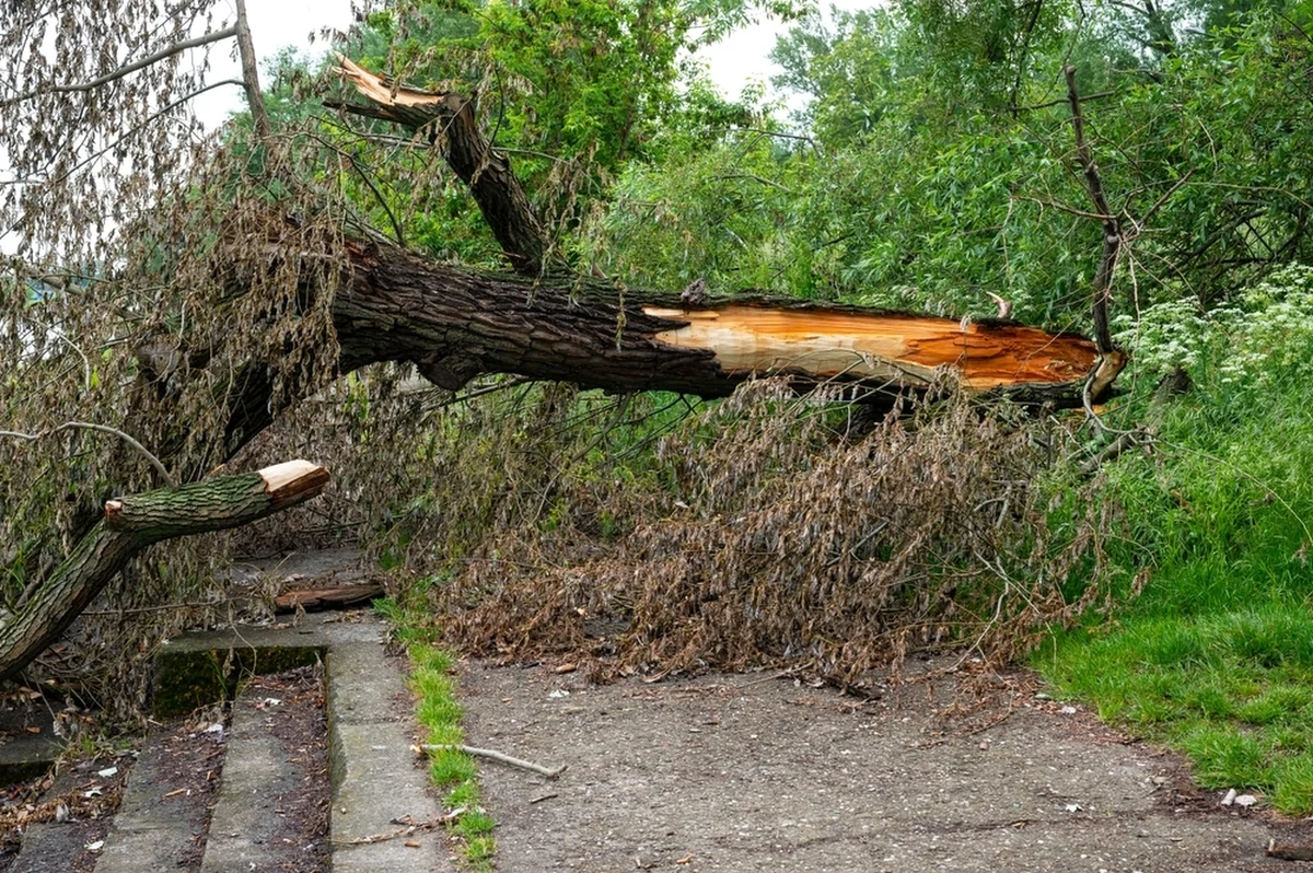 Na kobietę wiozącą dziecko w wózku przewróciło się drzewo. Do zdarzenia doszło w podpoznańskim Luboniu. W całym regionie wielkopolskim strażacy odbierają zgłoszenia z powodu złych warunków atmosferycznych.