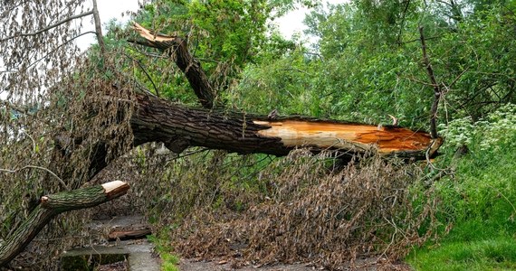 Na kobietę wiozącą dziecko w wózku przewróciło się drzewo. Do zdarzenia doszło w podpoznańskim Luboniu. W całym regionie wielkopolskim strażacy odbierają zgłoszenia z powodu złych warunków atmosferycznych.