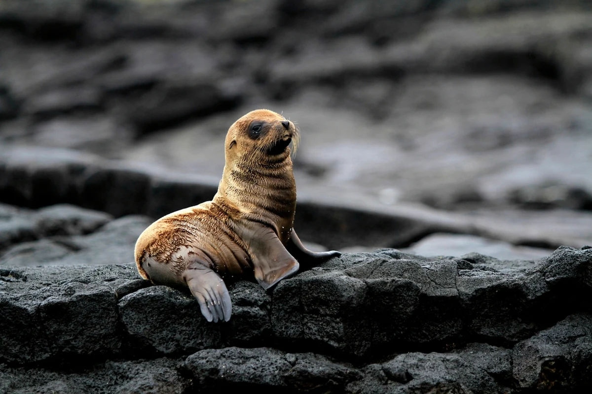 20 tys. dolarów nagrody oferuje amerykańska administracja ds. oceanicznych i atmosferycznych (NOAA) za informacje dotyczące osoby, która postrzeliła lwa morskiego. Zwierzę znaleziono na plaży w południowej Kalifornii. 