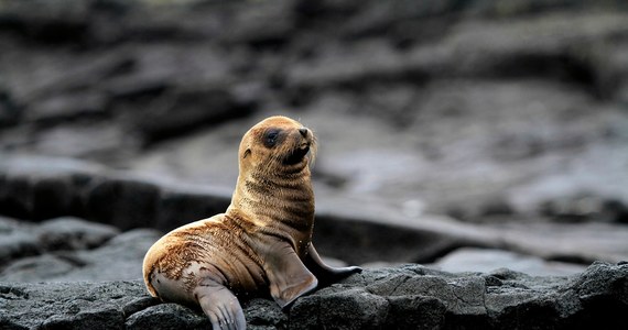 20 tys. dolarów nagrody oferuje amerykańska administracja ds. oceanicznych i atmosferycznych (NOAA) za informacje dotyczące osoby, która postrzeliła lwa morskiego. Zwierzę znaleziono na plaży w południowej Kalifornii. 