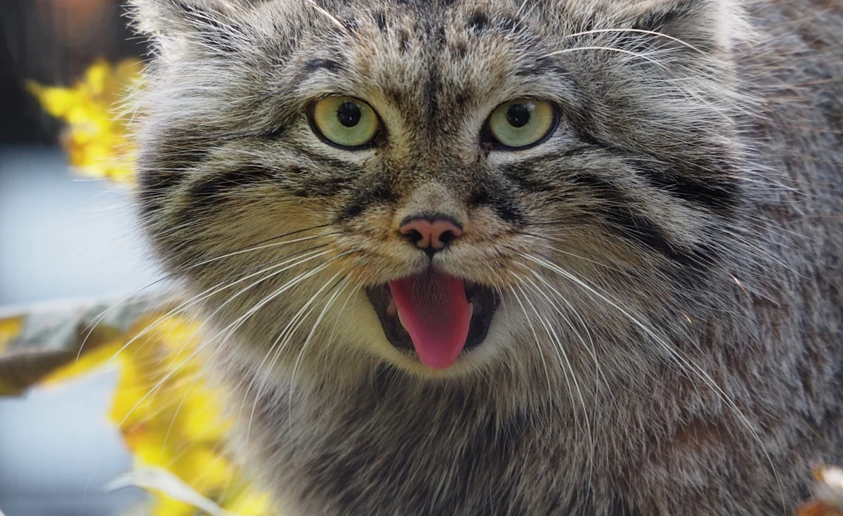 Dziki kot stepowy o imieniu Manuel, który od lipca mieszka w gdańskim zoo, ma już partnerkę. Nowa dama serca przyjechała z Berlina. Jakie imię dostanie samica manula? O nadsyłanie propozycji poproszono internautów.