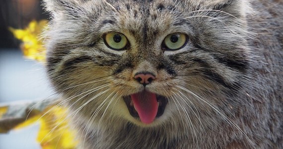 Dziki kot stepowy o imieniu Manuel, który od lipca mieszka w gdańskim zoo, ma już partnerkę. Nowa dama serca przyjechała z Berlina. Jakie imię dostanie samica manula? O nadsyłanie propozycji poproszono internautów.