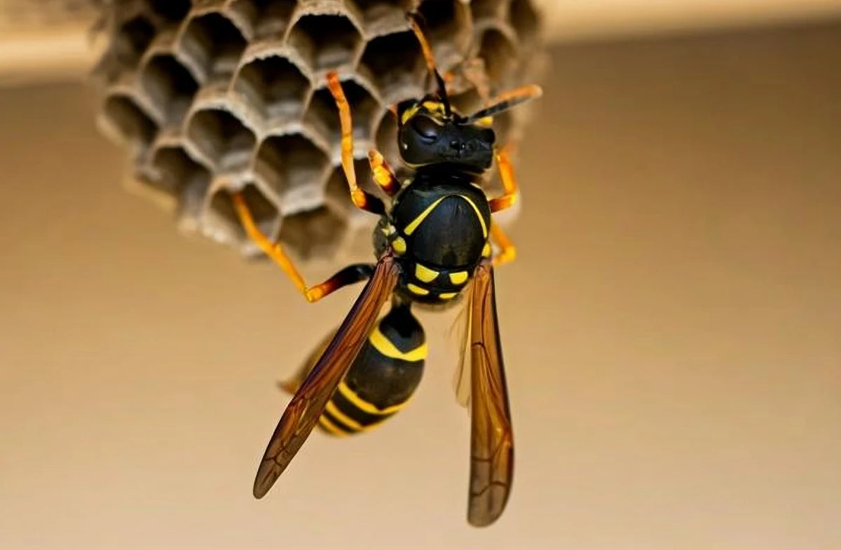Policjant i strażnik miejski z Wałcza (Zachodniopomorskie) na czas dotarli do wędkarza, który został użądlony przez owada. Wiadomo było, że mężczyzna jest uczulony na jad osy, zagrożone było jego zdrowie i życie. Pomoc nadeszła w porę, choć funkcjonariusze mieli problem z odnalezieniem wędkarza.