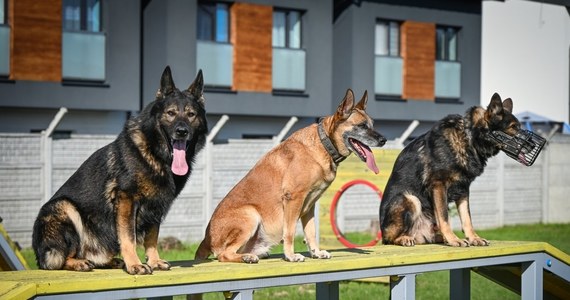 Funkcjonariusze z podkarpackiej policji mogą być dumni. Czworonogi pełniące służbę w tamtejszych jednostkach pomyślnie zdały bardzo trudny egzamin. Psy i ich przewodnicy sprawdzali swoje umiejętności w kilku konkurencjach. Pozytywnie zaliczony test dopuszcza te zwierzęta do dalszej służby.