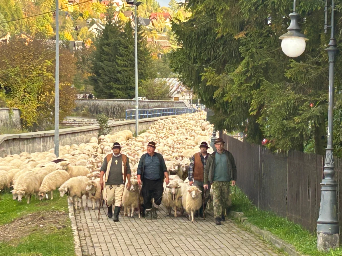 Piątek jest pierwszym dniem dwudniowego jesiennego redyku, który kolejny raz odbywa się w Szczawnicy. To nawiązanie do starej góralskiej tradycji, która jest już coraz rzadziej kultywowana. Po pół roku wypasania się na halach owce wracają do swoich owczarni. 