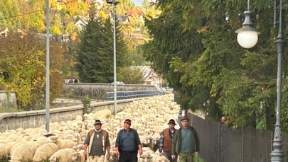 Ponad 1,5 tys. owiec przejdzie przez miasto. Jesienny redyk w Szczawnicy