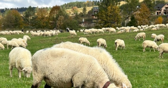 Ponad 1,5 tysiąca owiec z bacą, juhasami, psami pasterskimi i kapelą góralską przejdzie dziś z Jaworek do Szczawnicy. To jesienny redyk, który budzi duże zainteresowanie turystów.
