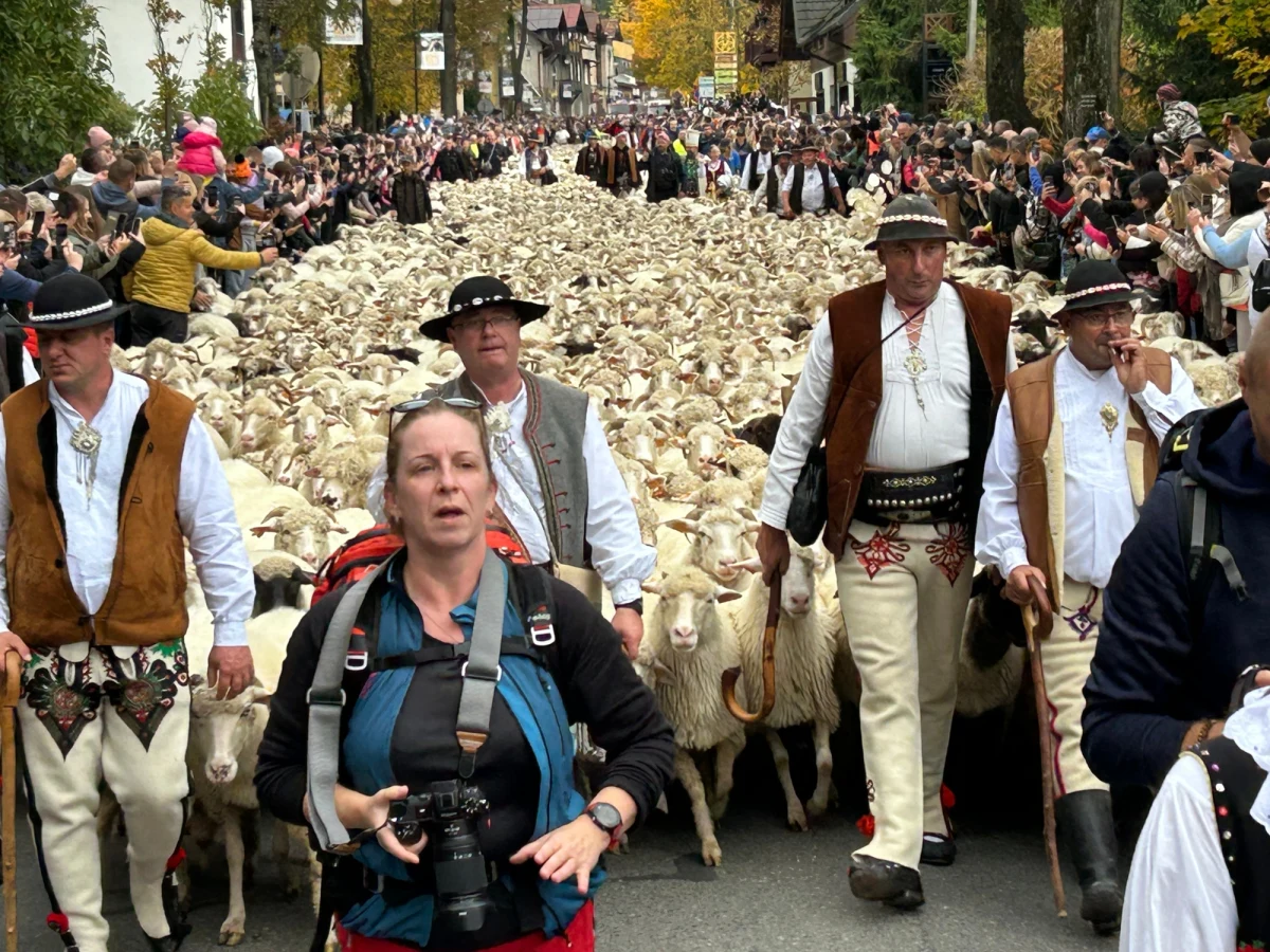 Ponad 1,5 tysiąca owiec z bacami, juhasami, psami pasterskimi i kapelą góralską przeszło dziś z Jaworek przez Szczawnicę. To jesienny redyk, który wzbudził duże zainteresowanie turystów.