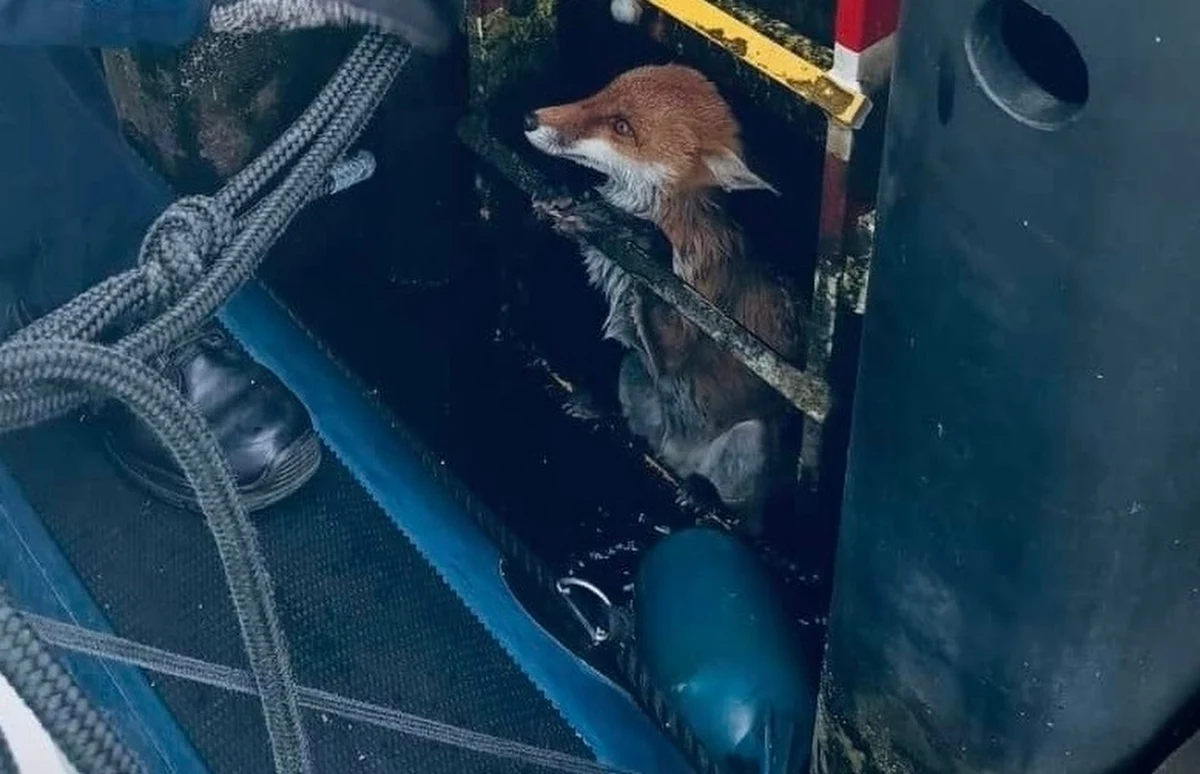 Policjanci z komisariatu wodnego w Gdańsku uratowali lisa, który wpadł do kanału portowego. Niecodzienna interwencja miała miejsce w rejonie Martwej Wisły. 
