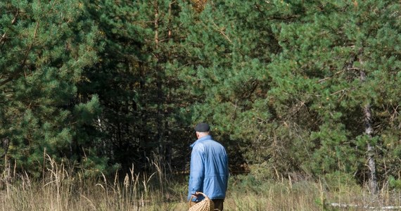 W ostatnich dniach służby bardzo często alarmowane są o przypadkach pobłądzeń w lesie. Tylko w województwie podkarpackim w ostatnim tygodniu zgubiło się siedmioro grzybiarzy. Leśnicy podpowiadają, jak nie utknąć w gąszczu drzew i co zrobić, gdy stracimy orientację w terenie.