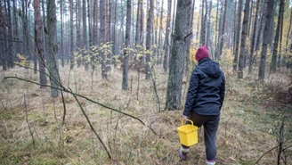 Radzą, gdzie szukać grzybów. Można uniknąć tragedii w lesie